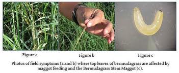 Bermuda grass stem maggot found in East Texas
