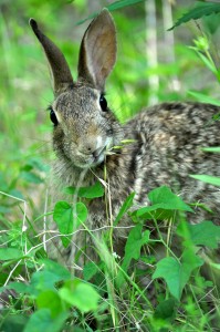 "Cottontail in Spring," May 2012.