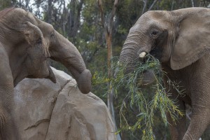 Photo taken on Feb. 18, 2014, by Ken Bohn, San Diego Zoo