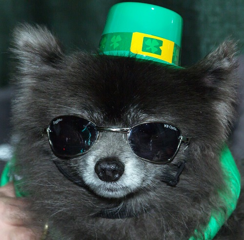 North Texas Irish Festival going to the dogs featuring “Celtic canines”