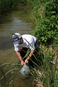 Mosquitofish can help cut down on mosquitos. (Photo: City of Plano)