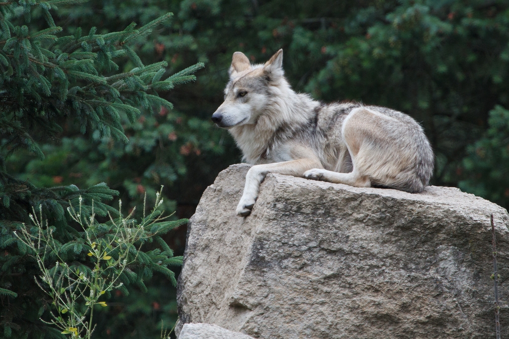 EarthTalk: Gray wolves still on the endangered list