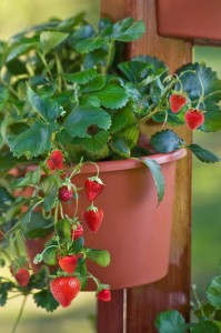 Strawberries are excellent container plants. Everbearing or day neutral varieties will provide fruit to harvest throughout the growing season.