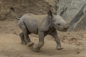 Black Rhino Baby Takes Charge at  San Diego Zoo Safari Park