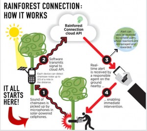 rainforest infographic