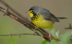 Environmentalists are concerned about the impact of “tar sands” oil development in Canada's Boreal forest and the impact it might have on wildlife, including many species of birds. Pictured the Canada Warbler, one of many birds that depend upon the region. Credit: William H. Maloros