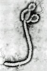 ebolavirus