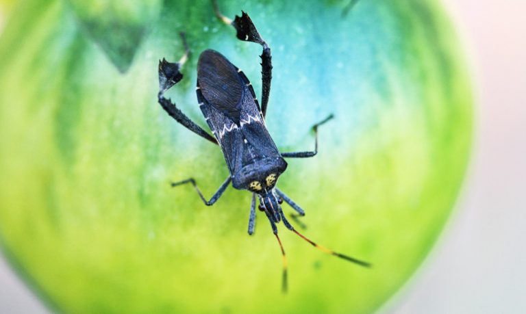 How plants sound the alarm when under attack