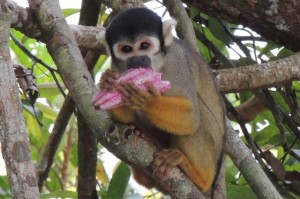 Led by scientists at UCLA, the research team found strong evidence that the black-headed squirrel monkey is its own distinct species. (Photo: UCLA)