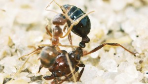 A crazy ant (left) attacks a larger fire ant (right). Scientists have just discovered that invasive crazy ants can neutralize the venom of the red imported fire ant. (Credit: Lawrence Gilbert/© Science) 