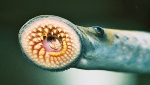 "Knowing that bile salts cause sea lampreys to react differently than our native species, which have long been part of our ecosystem, could eventually lead to better ways to control sea lampreys," says Weiming Li. (Credit: T. Lawrence, Great Lakes Fishery Commission via NOAA/Flickr) 