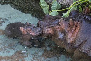 A three-day-old river hippopotamus pokes its head out of the water under the watchful eye of its mother at the San Diego Zoo. The calf was born on Monday, March 23 to mother, Funani, and father, Otis, in the Zoo’s 150,000-gallon hippo pool. Animal care staff report the adorable newborn is nursing from its mother several times a day, a good sign that both mother and baby are doing well. Funani is very protective of her baby and has kept her calf so close that animal keepers have not been able to determine yet if the calf is male or female. Hippo calves are estimated to weigh about 50 pounds at birth and they typically nurse for about eight months. The baby is likely to stay very close to Funani during the first several weeks.  Visitors to the San Diego Zoo can see Funani and her baby in the habitat on Hippo Trail. Photo taken on March 25, 2015, by Ken Bohn, San Diego Zoo
