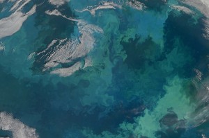 This huge 2010 phytoplankton bloom, visible from space, stretched for hundreds of miles across the Barents Sea between Russia and Scandinavia. Credit: NASA Goddard Space Flight Center. 
