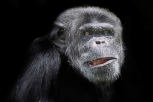 Steven Wise and the Nonhuman Rights Project is using the legal system to establish a precedent for animal rights, first for chimpanzees and eventually for other animal species. Credit: Patrick Bouquet, FlickrCC 