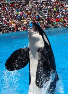 Seaworld asserts the new study shows safety of  whales in their care