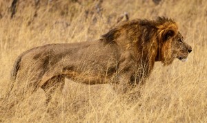 The death of Cecil the lion (above) has sparked a national debate over the nature of big game hunting in Africa. It's time for the American government and policymakers to take measures to help save endangered wildlife populations around the world, says legal scholar David J. Hayes. (Credit: Vince O'Sullivan/Flickr)