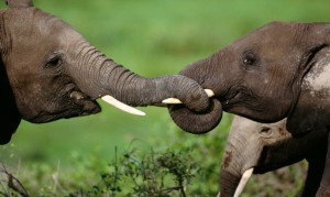 African elephants intertwine their trunks, Amboseli National Park, Kenya. (Credit: © Art Wolfe/www.artwolfe.com)