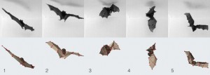 Bats slightly retract one wing in order to perform a midair flip and land head down, feet up. No other flying animal lands that way. (Credit: Breuer lab/Brown University)