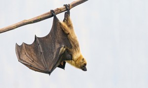 "Bats land in a unique way," says Sharon Swartz. "They have to go from flying with their heads forward to executing an acrobatic maneuver that puts them head down and feet up. No other flying animal lands the same way as bats do." (Credit: Tambako The Jaguar/Flickr)