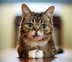 For each participant who took the survey, Myrick donated 10 cents to Lil Bub’s foundation, raising almost $700. The foundation, Lil Bub’s Big Fund for the ASPCA, has raised more than $100,000 for needy animals. (Credit: Mike Bridavsky/www.lilbub.com)