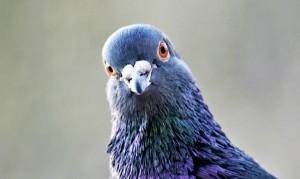"Research over the past 50 years has shown that pigeons can distinguish identities and emotional expressions on human faces, letters of the alphabet, misshapen pharmaceutical capsules, and even paintings by Monet vs. Picasso," says Edward Wasserman. (Credit: iStockphoto)