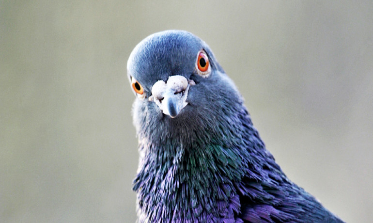 Trained Pigeons peck to signal breast cancer