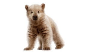 This artist's rendition depicts a polar-grizzly cub, a hybrid bear that has been documented in the wild. Scientists say the risk of interbreeding among other animals due to climate change is lower than previously thought. (Credit: NickolayLamm.com)