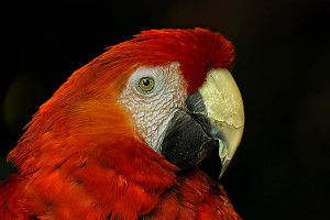 The World Parrot Trust USA is raising money using the non-profit crowdfunding platform Razoo to support its work preventing birds from being stolen from their nests and sold into captivity. Credit: Patrick Bouquet, FlickrCC.