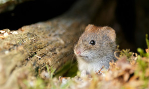 Prairie voles, a common type of Midwestern rodent, are typically one of the few monogamous mammals in the world, living with long-term partners in underground nests and raising litters of pups together. Pictured above is a bank vole. (Credit: Hanna Knutsson/Flickr)