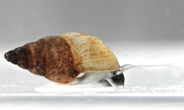 Biologists say these snails make sex seem pointless