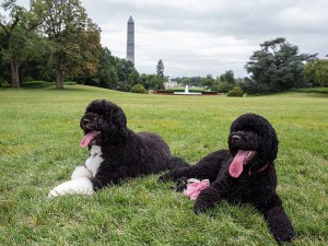 Bo, alongside the Obama family's newest dog, Sunny in 2013 (Official White House Photo by Pete Souza)