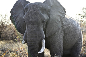 A disturbing new wave of illegal elephant poaching has been underway in Africa in recent years due to rising demand for ivory goods by China’s budding middle class. Credit: Philip Milne, FlickrCC.