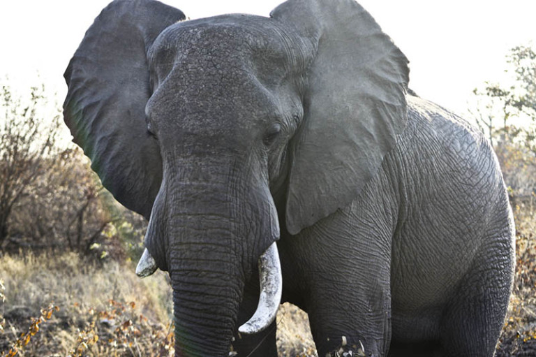 EarthTalk: How can we save the elephants?
