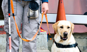 "Whilst it first appeared as though the behavior of the dog led to the retirement, the case studies revealed a more complicated story," says Chantelle Whelan. "In most cases it was a combination of the dog's character with the guide dog owner's circumstances, lifestyle, and previous experiences that contributed to the retirement." (Credit: iStockphoto) 