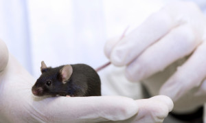 Traditionally, optogenetics has required a fiber optic cable attached to a mouse's head to deliver light and control nerves. These restrictions limit what can be learned through optogenetics, which is being investigated as a treatment for chronic pain and to relieve tremors in Parkinson's disease. (Credit: iStockphoto)