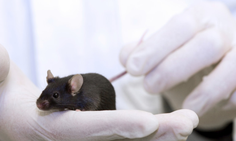 A tiny device inside of mice sends light to nerves