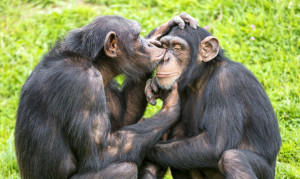Being social may be a way to promote good health, at least for chimpanzees, says Anne Pusey. Gut bacteria likely passes from chimp to chimp during grooming, mating, or other forms of physical contact, or when they inadvertently step where other chimps have pooped. (Credit: Tambako The Jaguar/Flickr)