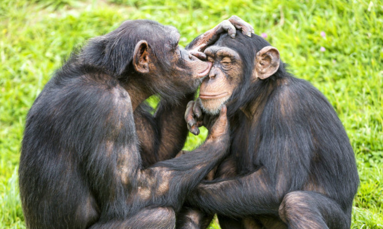 Chimps keep healthy by being social