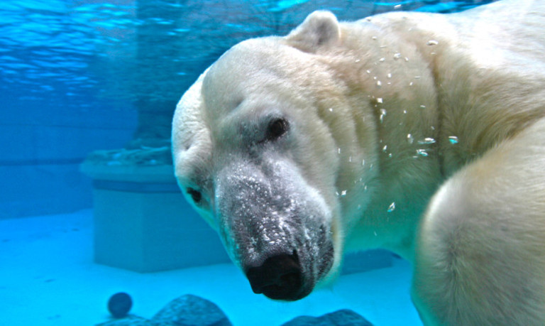 Polar Bears prove smarter animals have bigger brains