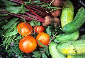 Bounty from vegetable garden. (Flickr: WI Dept. of Natural Resources)