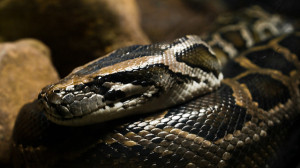 Burmese Python (Image: Flickr William Warby)