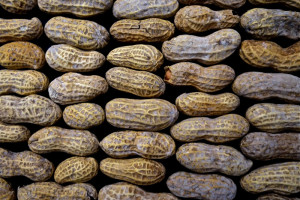 Researchers still haven't zeroed in definitively on what's behind the recent uptick in peanut allergies. Credit: Dean Hochman, FlickrCC.
