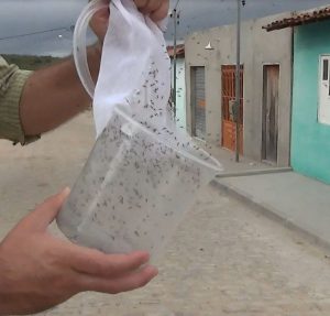 Oxitec's modified male mosquitoes released in Jacobina, Brazil. (Photo: Oxitec)