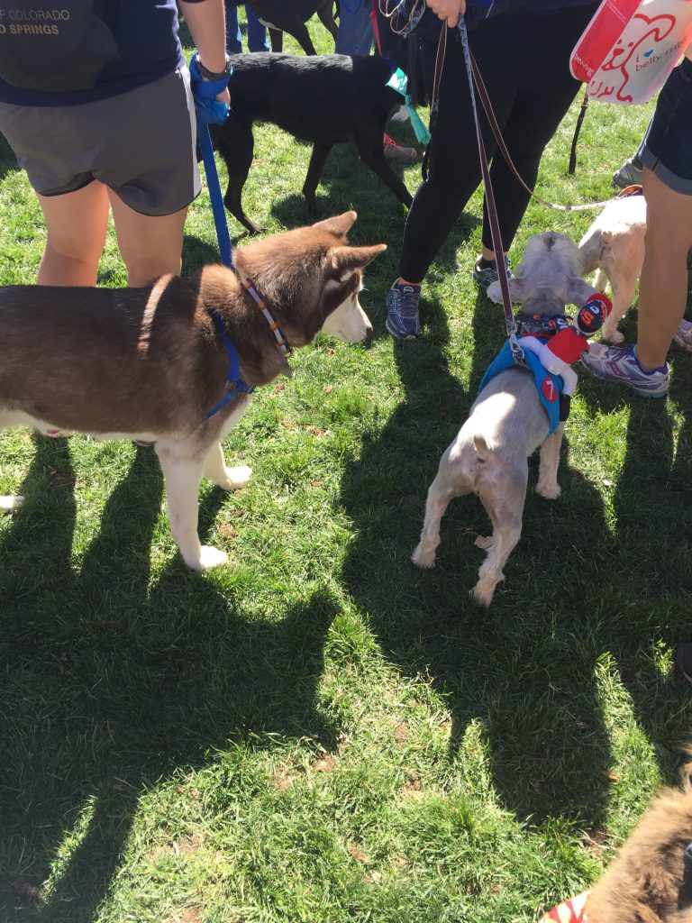 Richardson invites residents and Fido to Pawtoberfest today