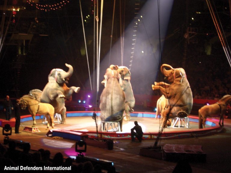 Ringling Bros. closed, ADI now wants wild animal acts to end