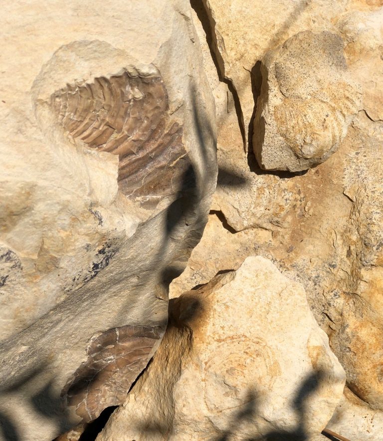 Ancient ocean fossils discovered in City of Plano