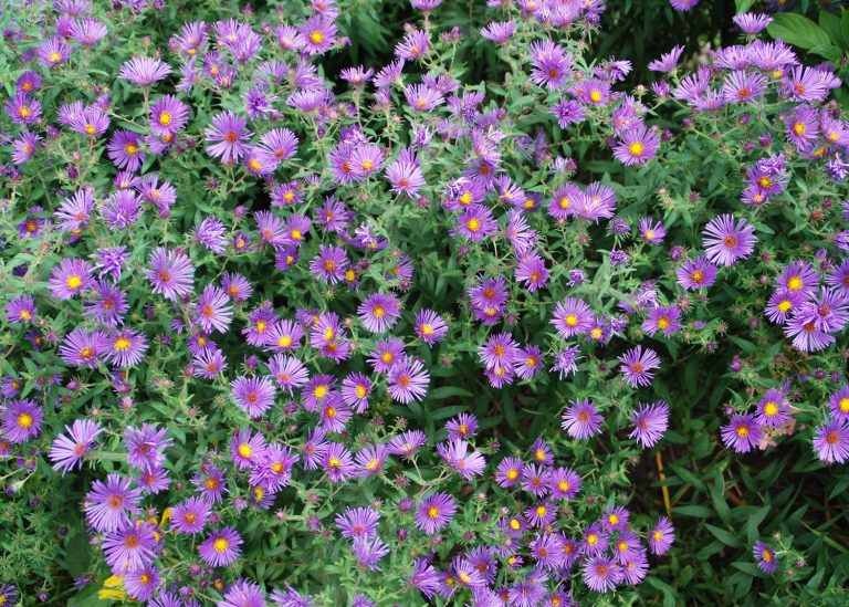 Revive Overcrowded and Struggling Perennials for Fall Garden