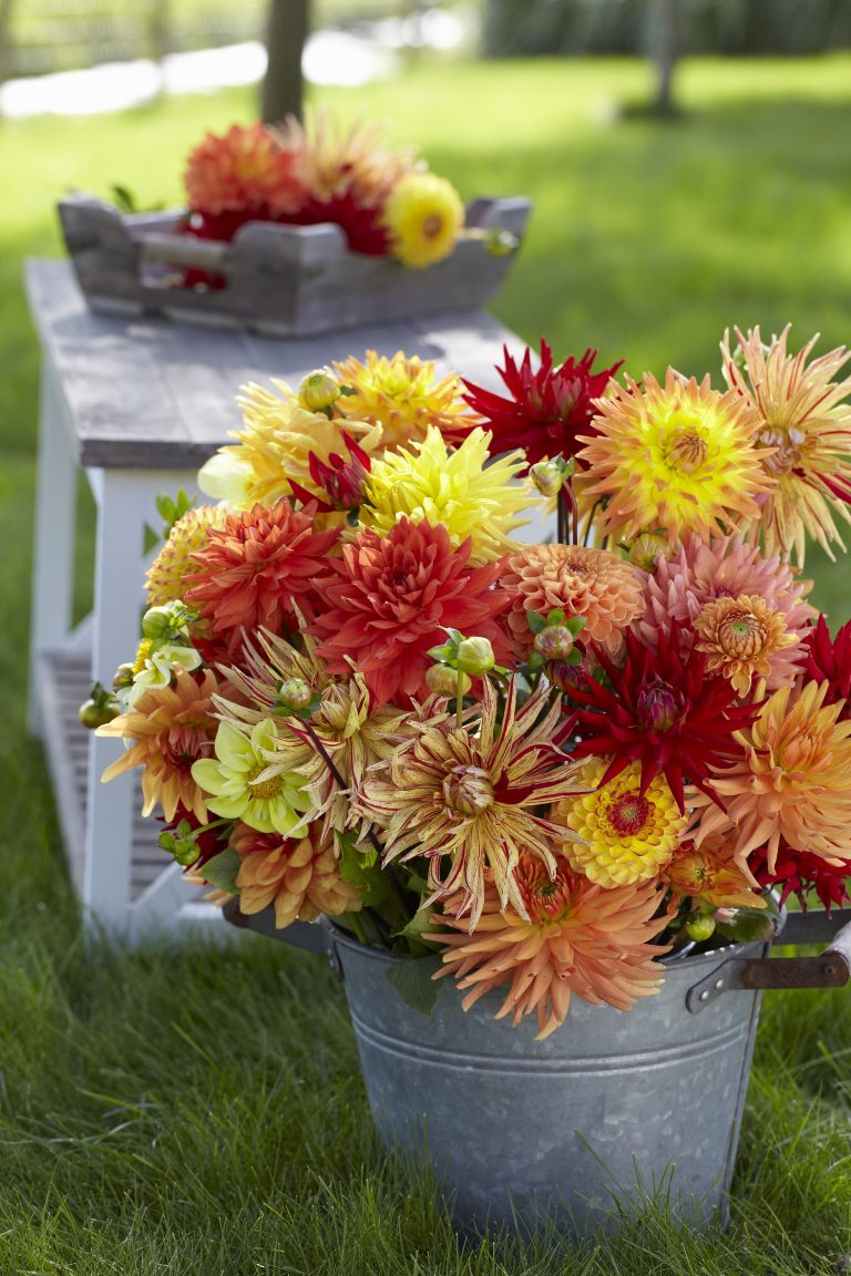 The Best Dahlias for a Backyard Cutting Garden