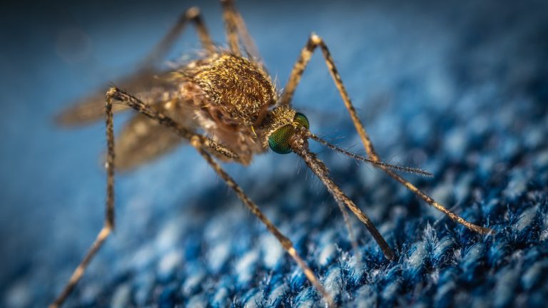 DCHHS confirms mosquito samples test positive for West Nile Virus