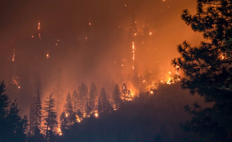 In addition to lungs and heart, air quality from wildfires is bad for the brain